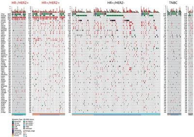 Characterization of Frequently Mutated Cancer Genes and Tumor Mutation Burden in Chinese Breast Cancer